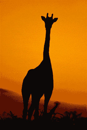 animations humoristiques animalières girafe.gif