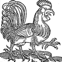 coq_4_pattes