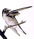 le martinet pourpre par J.J Audubon