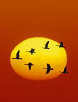 vol d'oies devant le soleil